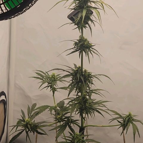 Alaskan Thunder Fuck #2 growlog timeline photo