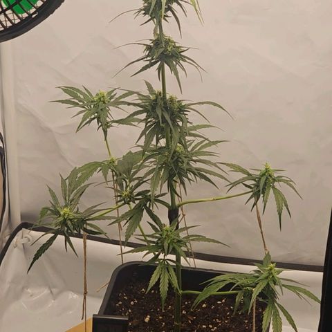 Alaskan Thunder Fuck #2 growlog timeline photo