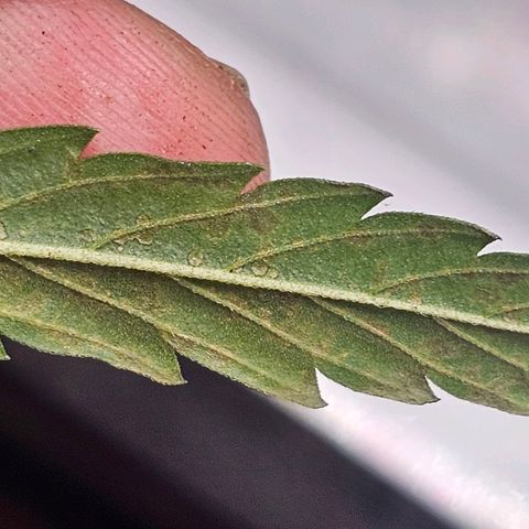 Alaskan Thunder Fuck #2 growlog timeline photo