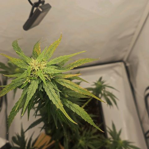 Alaskan Thunder Fuck #2 growlog timeline photo