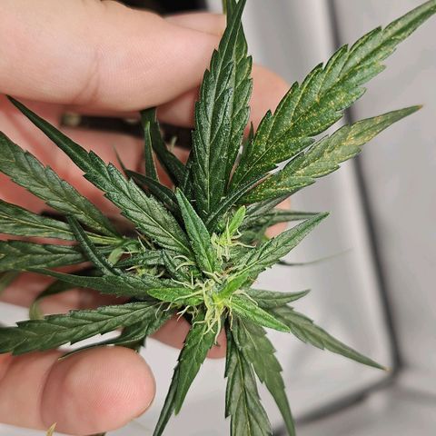 Alaskan Thunder Fuck #2 growlog timeline photo
