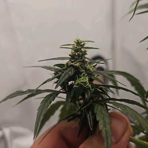 Alaskan Thunder Fuck #2 growlog timeline photo