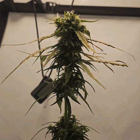 Alaskan Thunder Fuck #2 growlog timeline photo