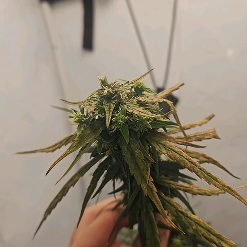 Alaskan Thunder Fuck #2 growlog timeline photo
