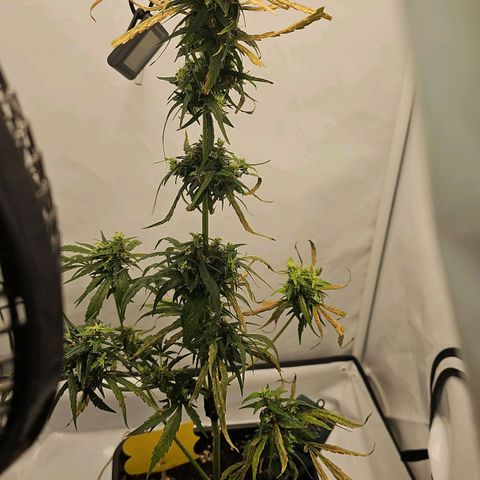 Alaskan Thunder Fuck #2 growlog timeline photo