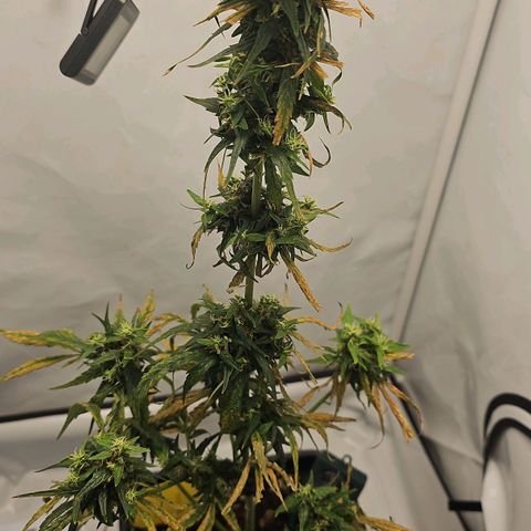Alaskan Thunder Fuck #2 growlog timeline photo