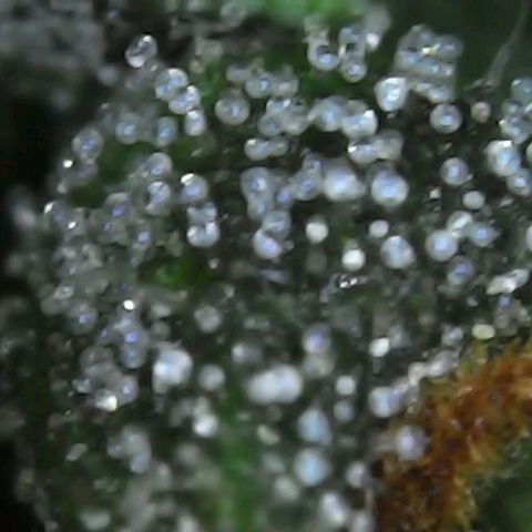 Alaskan Thunder Fuck #2 growlog timeline photo