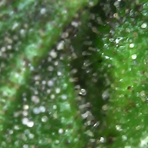 Alaskan Thunder Fuck #2 growlog timeline photo