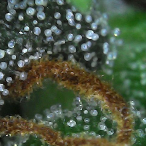 Alaskan Thunder Fuck #2 growlog timeline photo