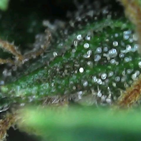 Alaskan Thunder Fuck #2 growlog timeline photo