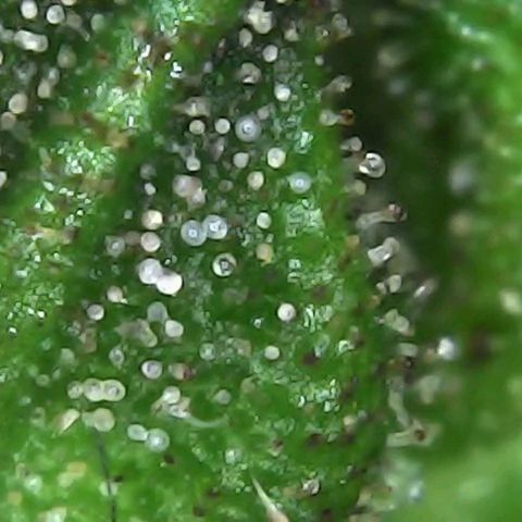 Alaskan Thunder Fuck #2 growlog timeline photo