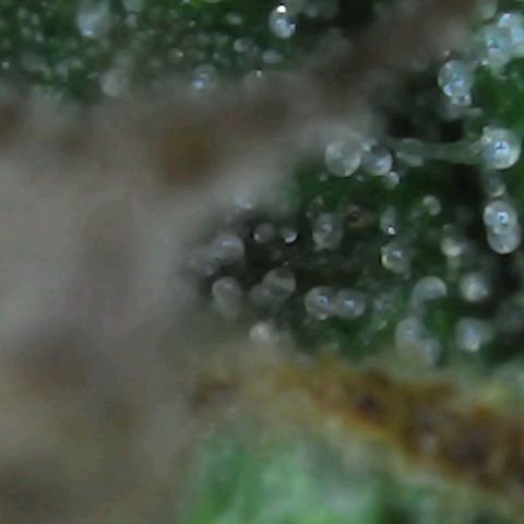 Alaskan Thunder Fuck #2 growlog timeline photo