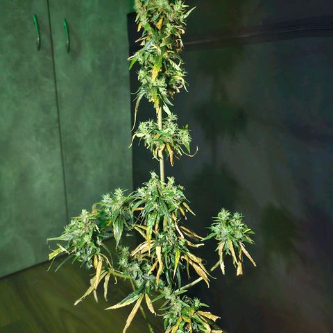 Alaskan Thunder Fuck #2 growlog timeline photo