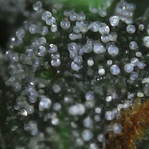 Alaskan Thunder Fuck #2 growlog timeline photo