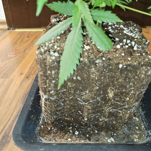 Gorilla Zkittlez growlog timeline photo
