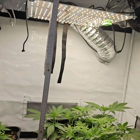 Tropicanna Poison F1 growlog timeline photo