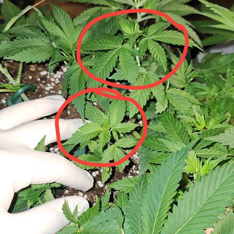Tropicanna Poison F1 growlog timeline photo