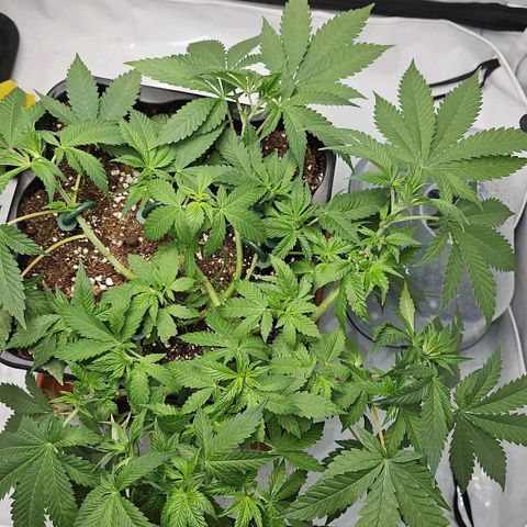 Tropicanna Poison F1 growlog timeline photo