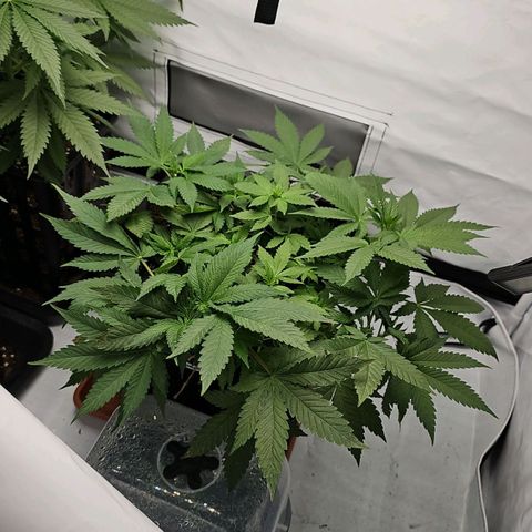 Tropicanna Poison F1 growlog timeline photo