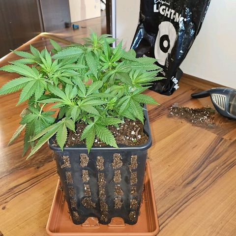 Tropicanna Poison F1 growlog timeline photo