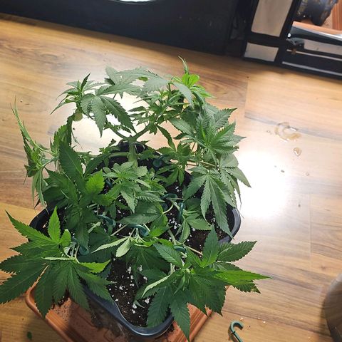 Tropicanna Poison F1 growlog timeline photo