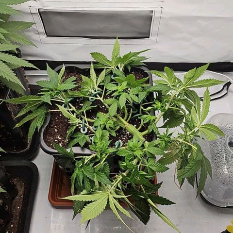 Tropicanna Poison F1 growlog timeline photo