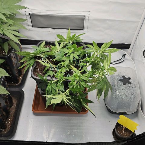 Tropicanna Poison F1 growlog timeline photo