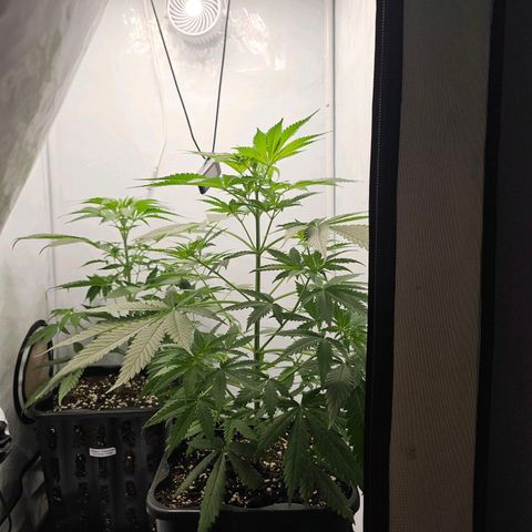 Gorilla Zkittlez growlog timeline photo