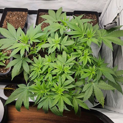 Tropicanna Poison F1 growlog timeline photo