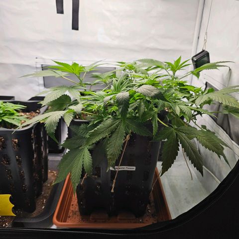 Tropicanna Poison F1 growlog timeline photo
