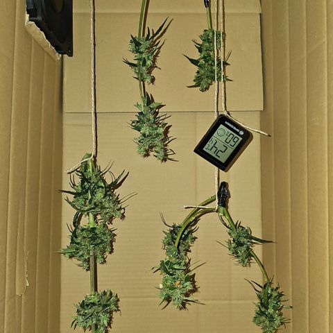 Alaskan Thunder Fuck #2 growlog timeline photo