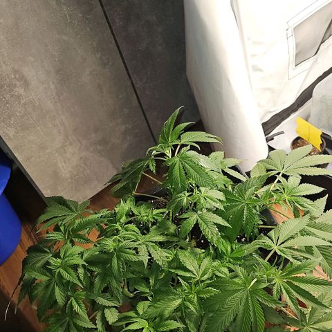 Tropicanna Poison F1 growlog timeline photo