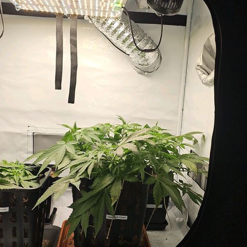 Tropicanna Poison F1 growlog timeline photo