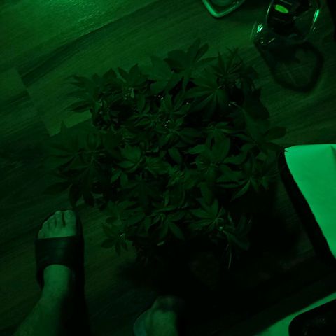 Tropicanna Poison F1 growlog timeline photo