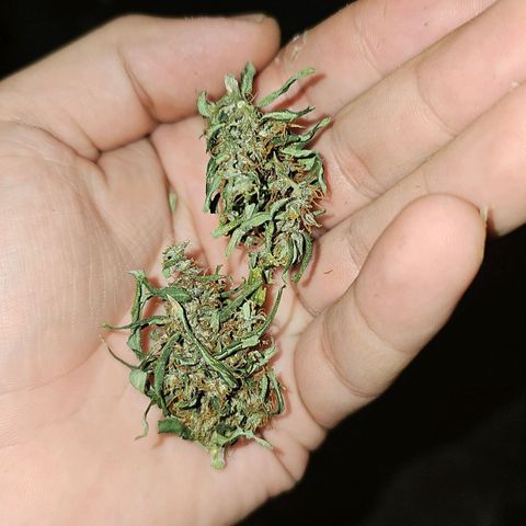 Alaskan Thunder Fuck #2 growlog photo: Testbud 