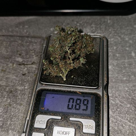 Alaskan Thunder Fuck #2 growlog photo: Testbud 