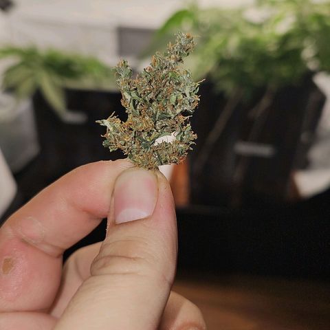 Alaskan Thunder Fuck #2 growlog photo: Testbud 