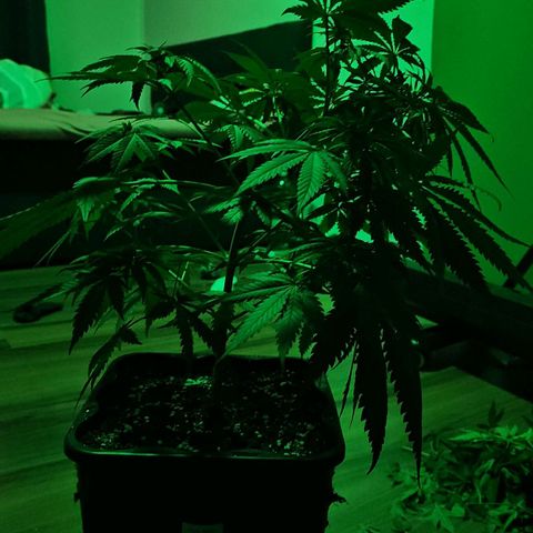 Gorilla Zkittlez growlog timeline photo