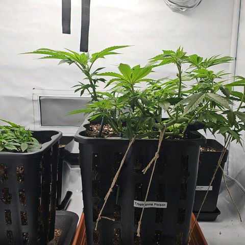 Tropicanna Poison F1 growlog timeline photo