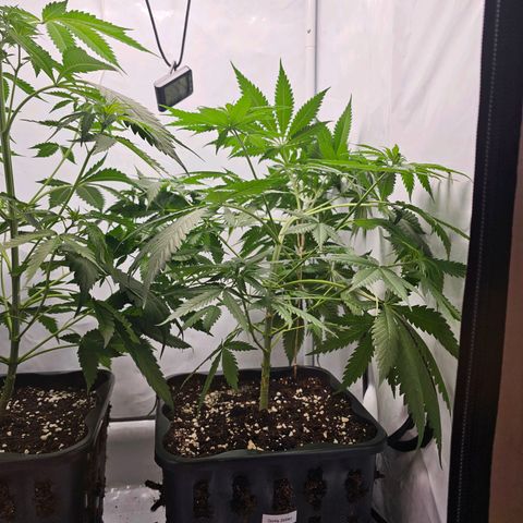 Gorilla Zkittlez growlog timeline photo