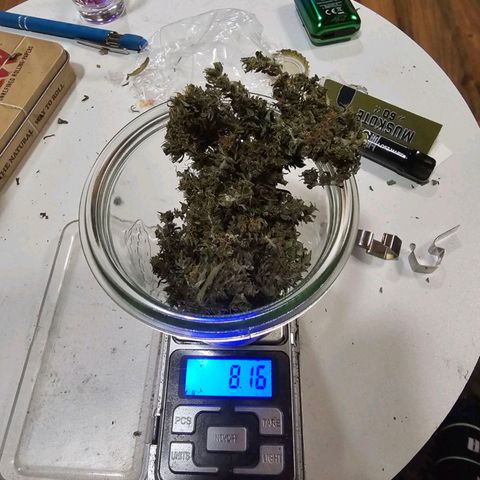Alaskan Thunder Fuck #2 growlog timeline photo