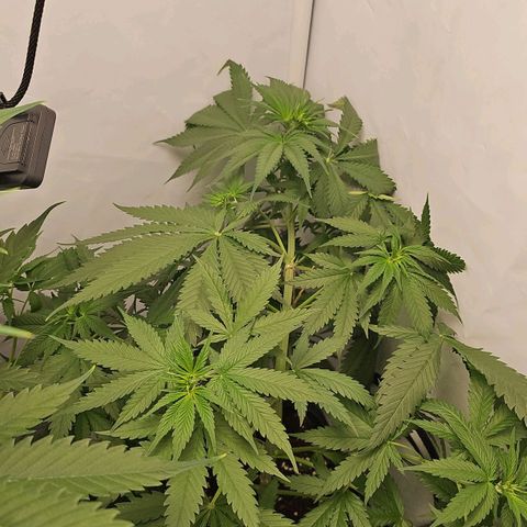 Gorilla Zkittlez growlog timeline photo