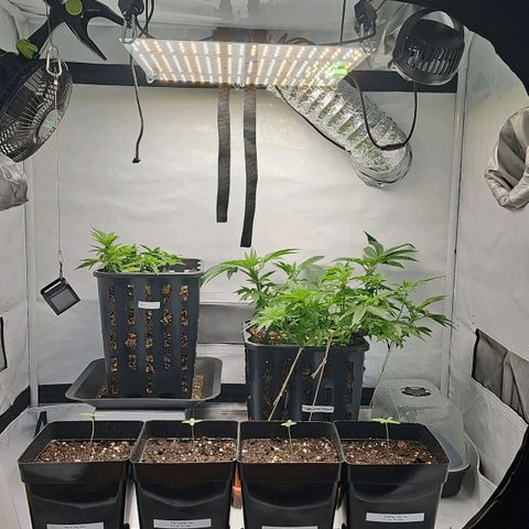 Tropicanna Poison F1 growlog timeline photo