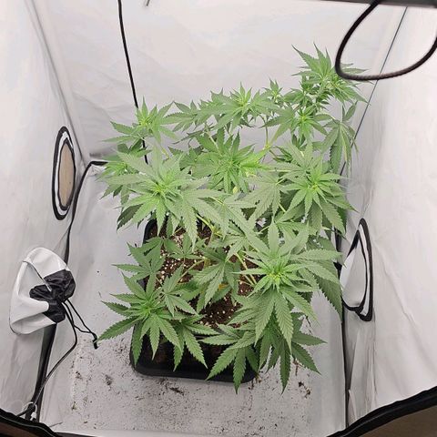 Gorilla Zkittlez growlog timeline photo