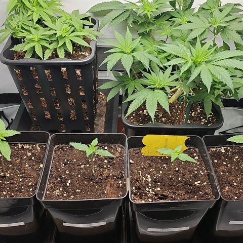Tropicanna Poison F1 growlog timeline photo