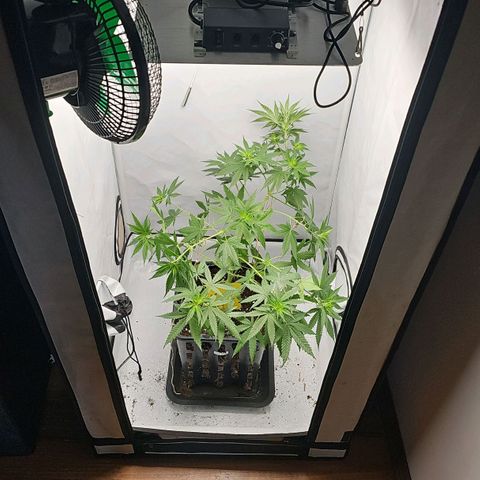 Gorilla Zkittlez growlog timeline photo