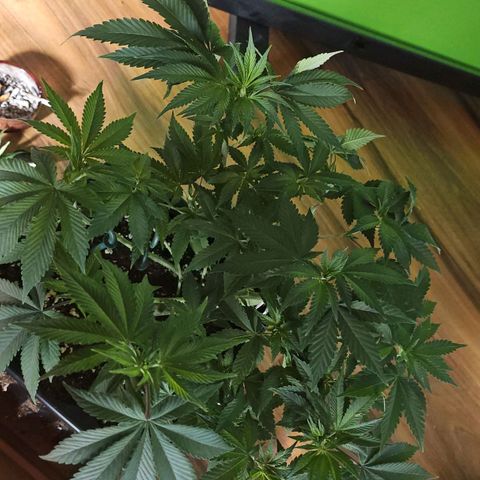 Tropicanna Poison F1 growlog timeline photo