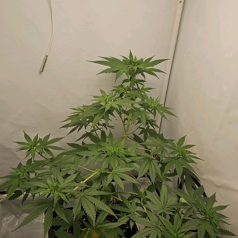 Gorilla Zkittlez growlog timeline photo