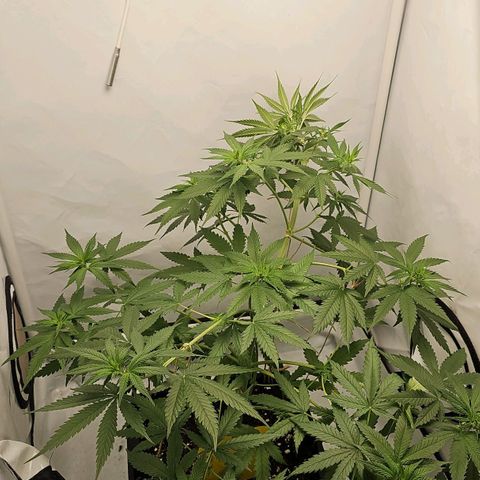 Gorilla Zkittlez growlog timeline photo