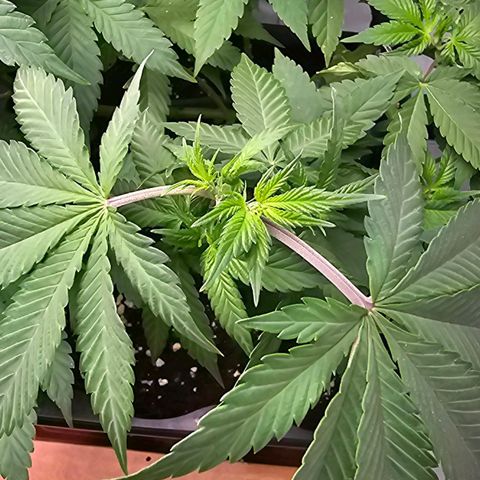 Tropicanna Poison F1 growlog timeline photo